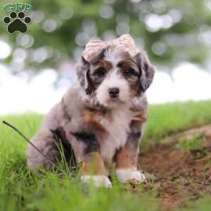Pelle, Mini Bernedoodle Puppy